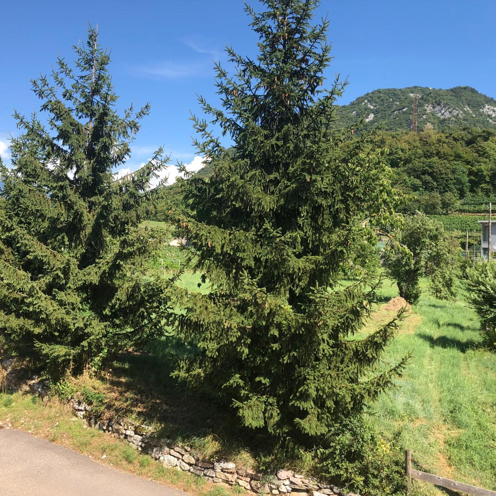 Appartamenti Moderni, Luminosi E Tranquilli Con Parcheggio Privato - Agritur La Tenuta Trento Exterior foto
